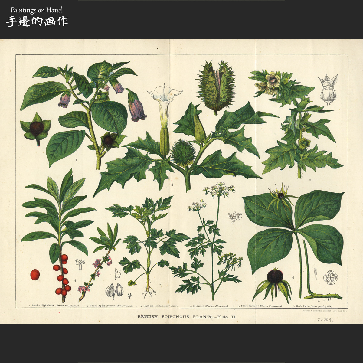 英国1891年古董彩色石印博物版画Vintage植物图鉴画芯/有毒植物II