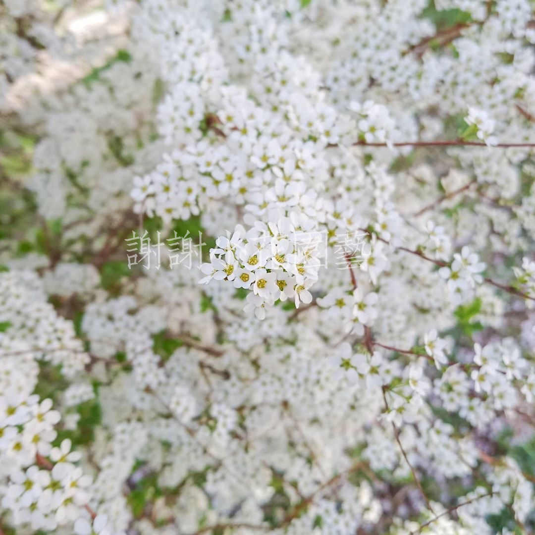 谢谢小花 喷雪花 粉色 白色 花叶 金叶 多年生盆栽 灌木植物丰花