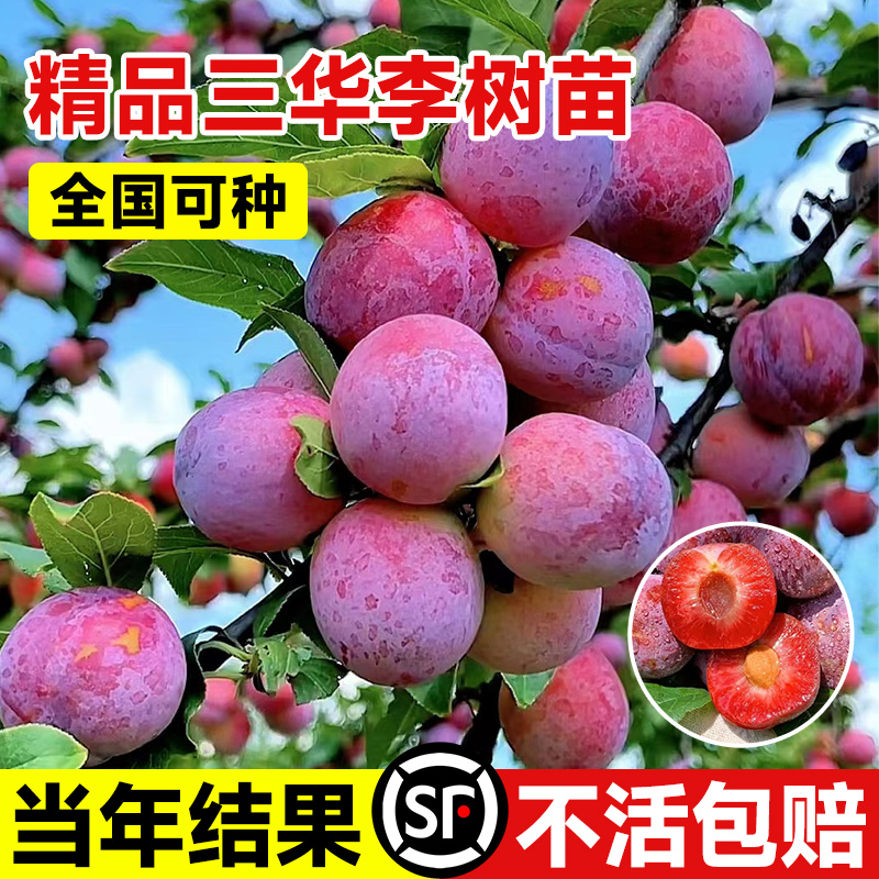 新品种水果树图片