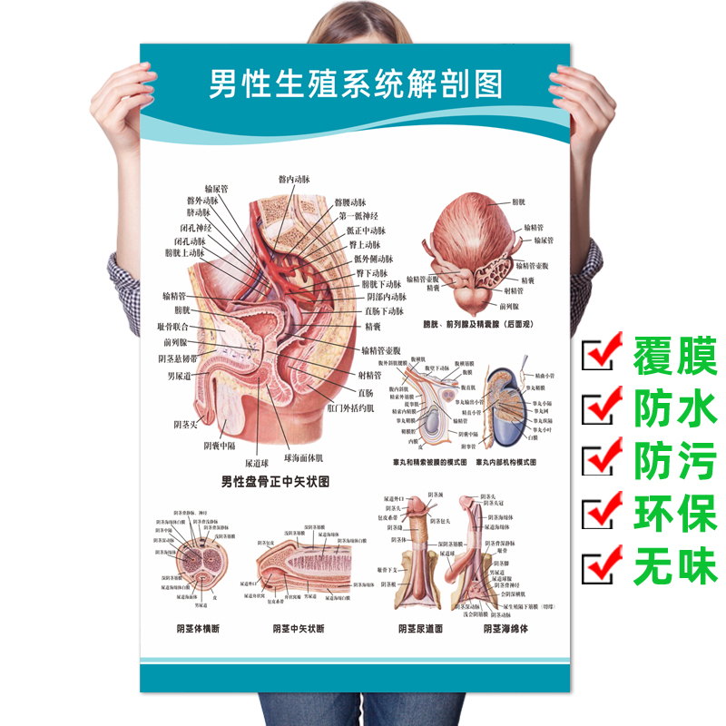 男性生殖系统挂图男性生殖器生殖器官海报图片医院科室男科挂图