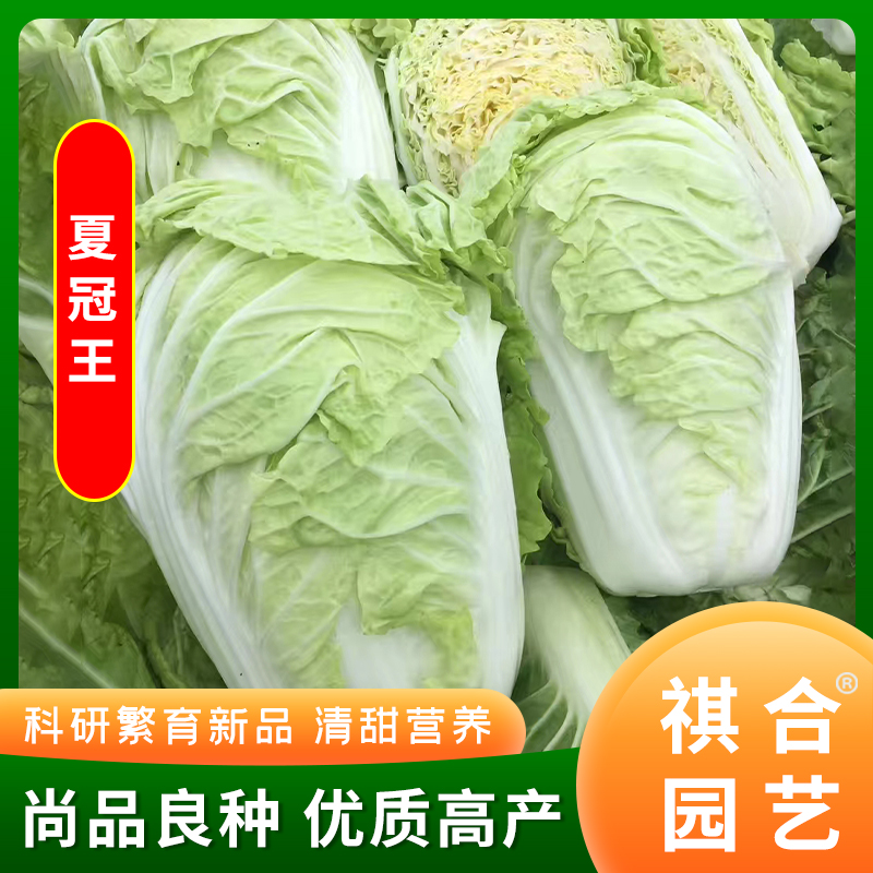 抗热白菜种子日本夏将军耐湿耐热夏阳白50天结球白菜种籽蔬菜种子