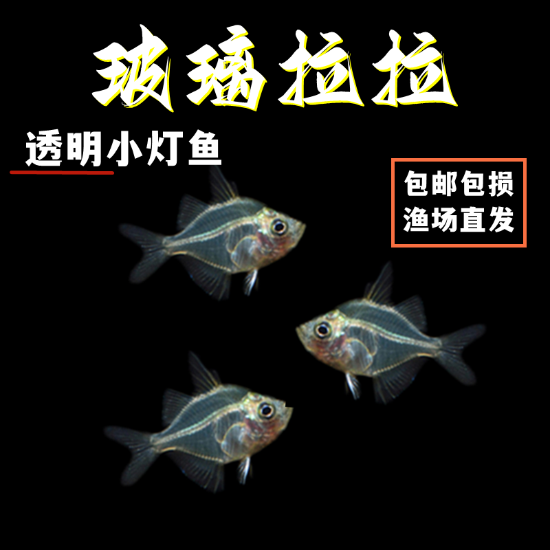玻璃拉拉鱼透明鱼拉拉玻璃猫热带鱼观赏鱼活体群游淡水草缸鱼包活