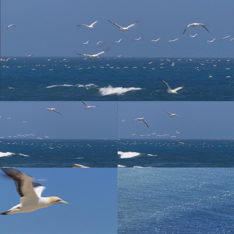 海鸥群鸟飞翔海鸥海上飞鸟海鸥飞行视频素材蓝天大海飞鸟海边鸟群