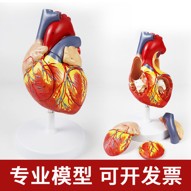 医学教学人体心脏模型可拆卸冠状动脉心血管血液循环解剖器官玩具