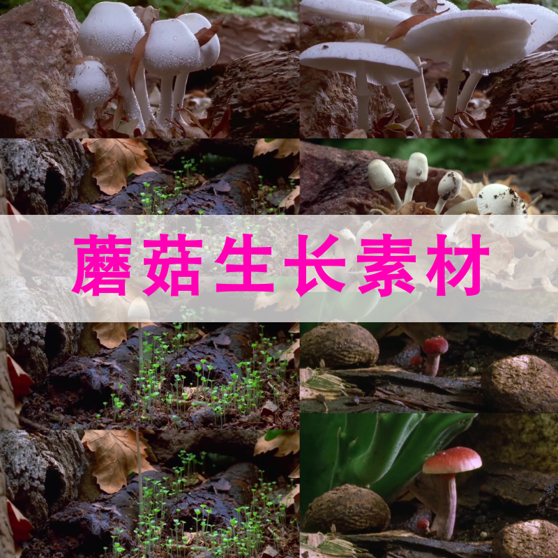 野外森林各种蘑菇生长小草破土延时拍摄植物生长视频素材