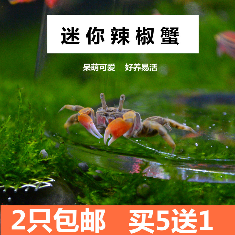 迷你辣椒蟹活体可混养螃蟹观赏蟹宠物蟹吃虫除藻淡水蟹爬行动物