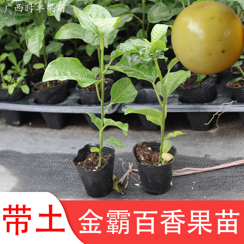 金霸百香果树苗台湾大黄金果苗特大1斤1个果半年结果广西树苗