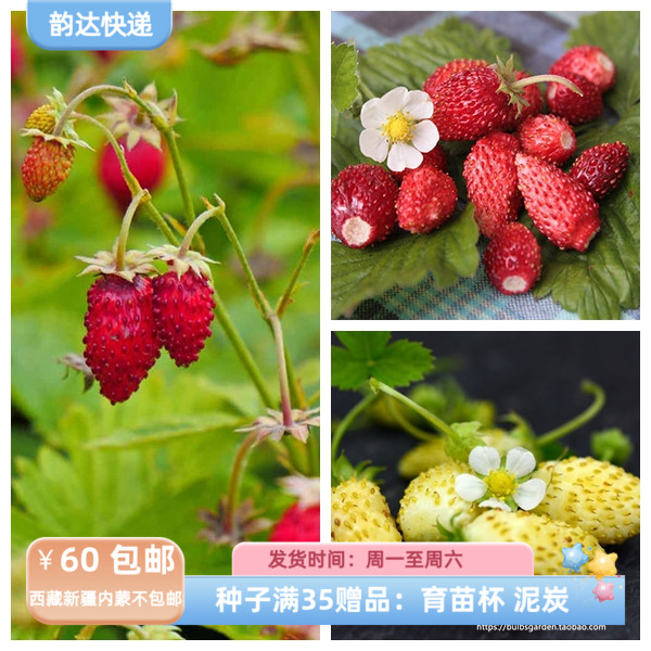 【种子】进口种子  高山草莓红色奇迹 黄色奇迹 多份搭配组合10粒