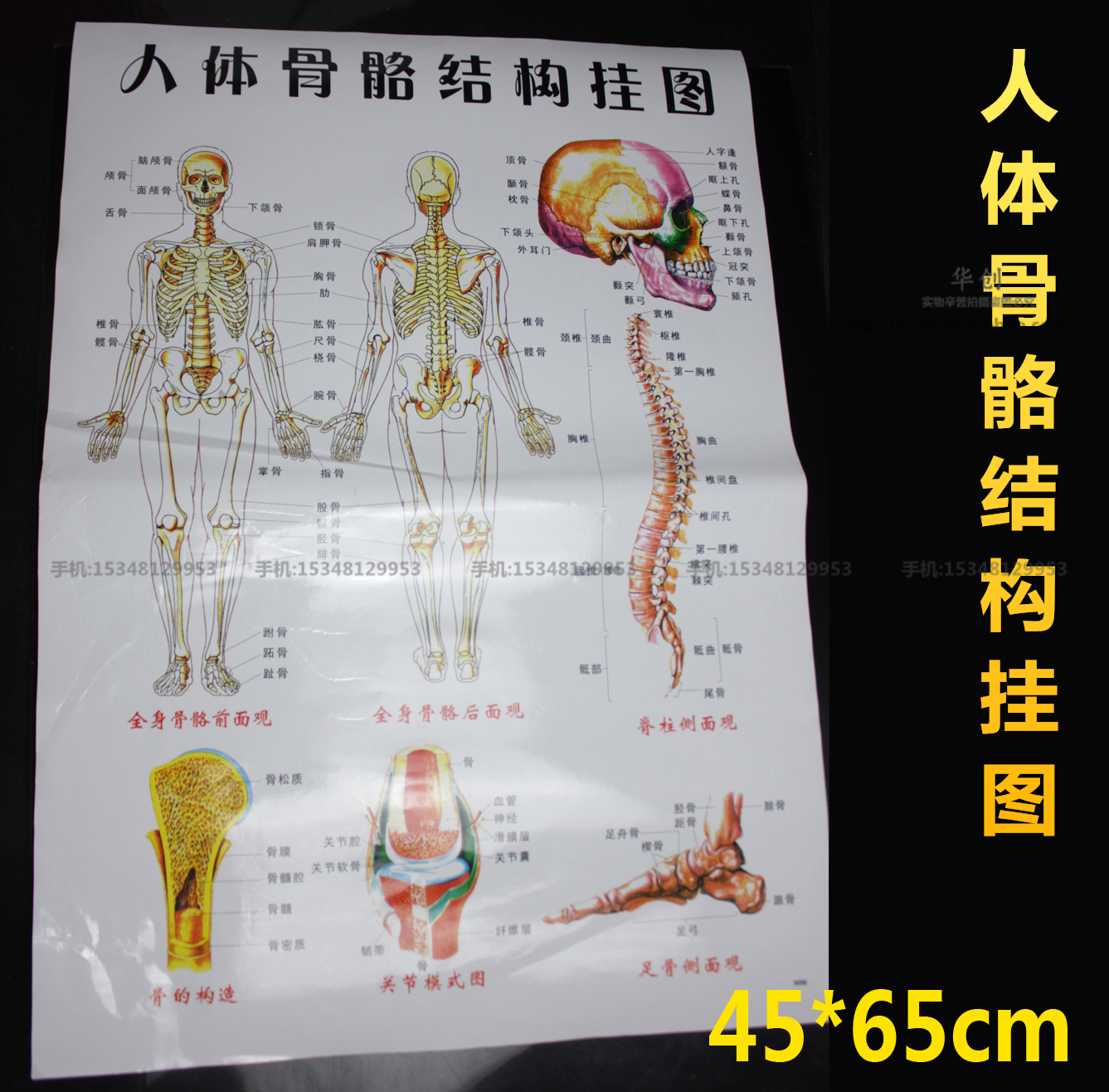 医用人体骨骼结构挂图双面覆膜防水挂图包邮头部关节四肢脊柱