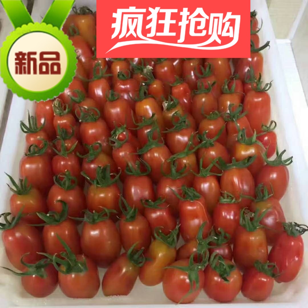 推荐辽宁省丹东东港特产99草莓地409小柿子圣女果有机水果500g
