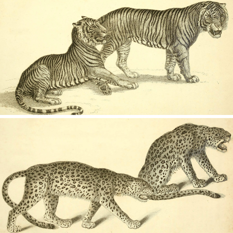 复古动物王国图鉴爬行动物狮子老虎手绘线稿装饰图片设计素材
