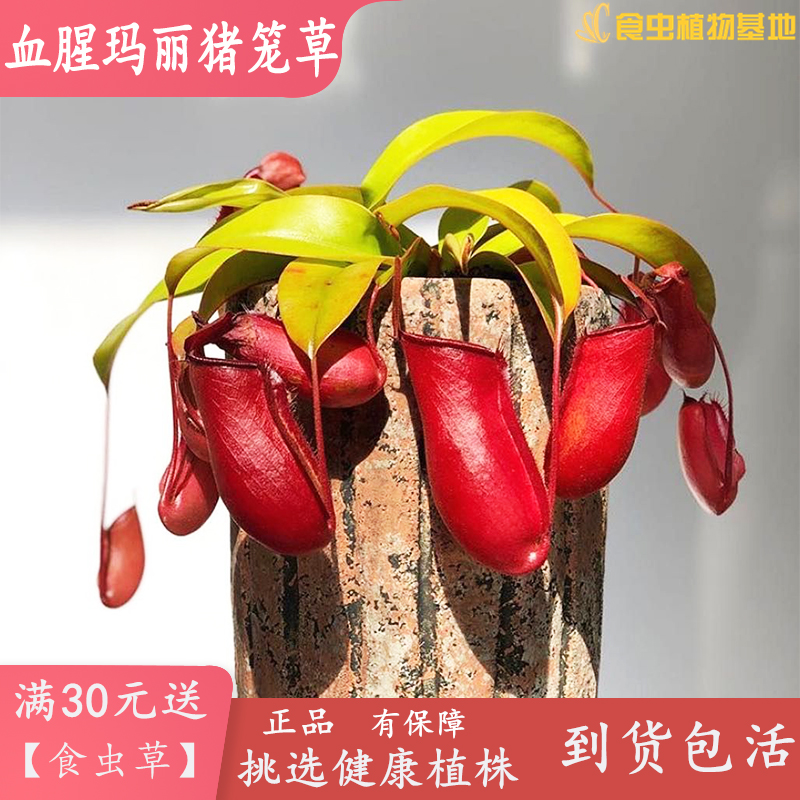 血腥玛丽猪笼草【红宝石猪笼草】食虫植物可爱鲜红笼子苹果相似