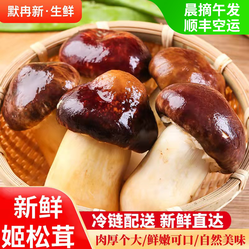 【现货】鲜姬松茸500g 云南当季食用菌鲜菌火锅鲜蘑菇赤松茸包邮