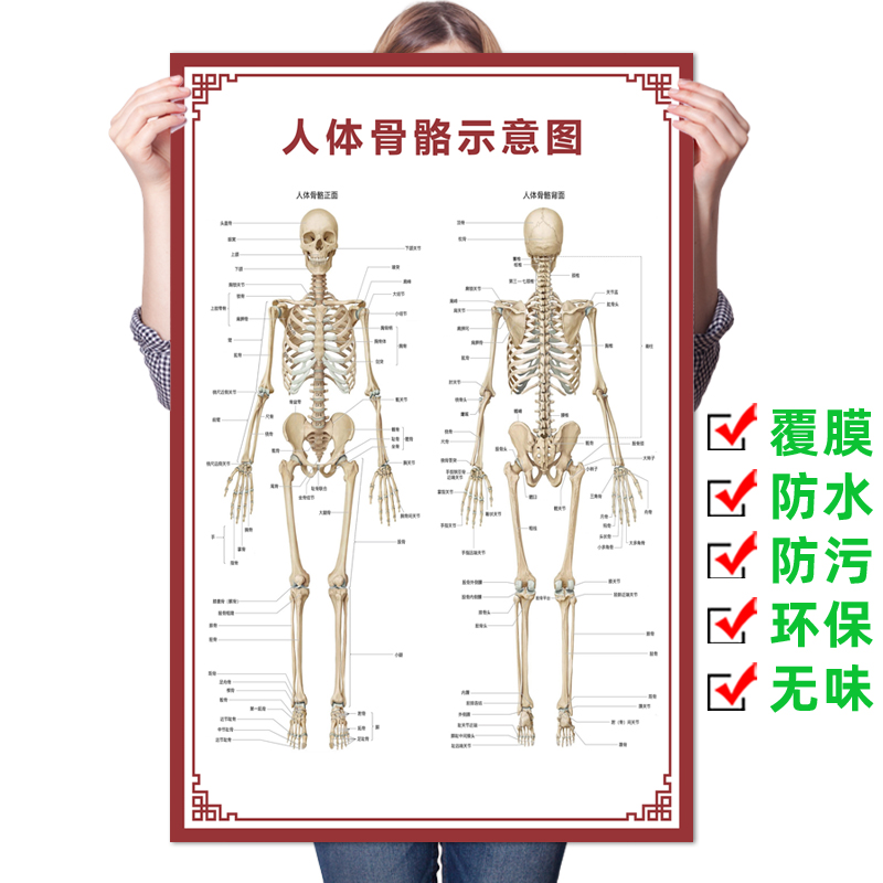 人体结构器官结构图
