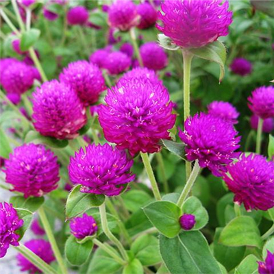 千日红种子草花种子百日红种子火球花种子千日紫粉白种子观花种子