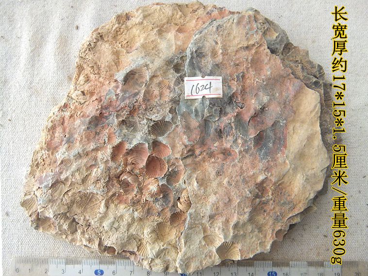 新群聚共生彩色石燕贝化石摆放石材动物怀旧海洋古生物科普标本99