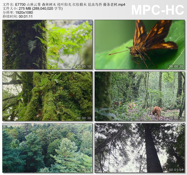 山林云雾森林树木枝叶阳光红松椴木昆虫鸟兽藤条老树高清视频素材