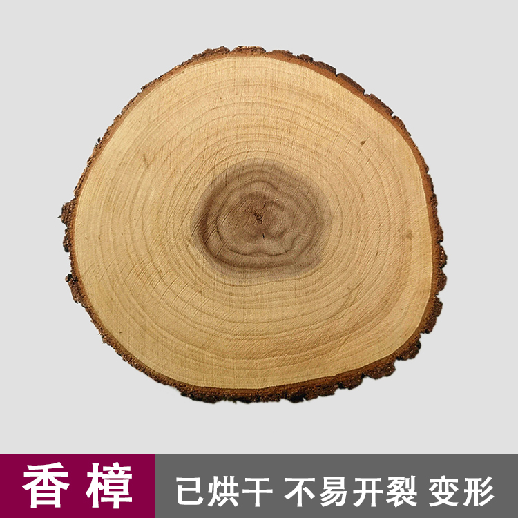香樟年轮木片 带皮烘干有香气的年轮圆木板 驱虫防蛀绘画木板杯垫