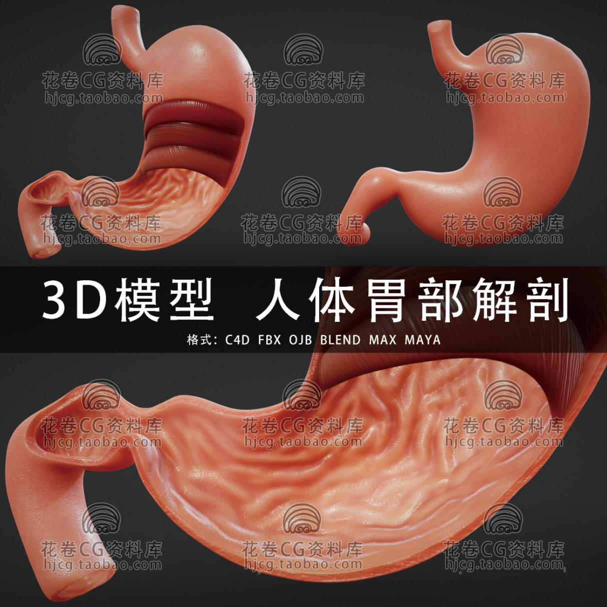 H054-C4D/MAYA/3DMAX三维素材 医学人体胃部解剖 3D模型素材