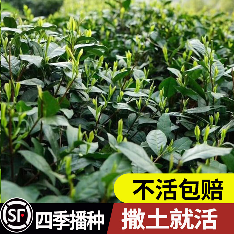 绿茶树种子特早茶种子耐寒茶叶种子 茶树籽 各种茶叶种子播种种籽