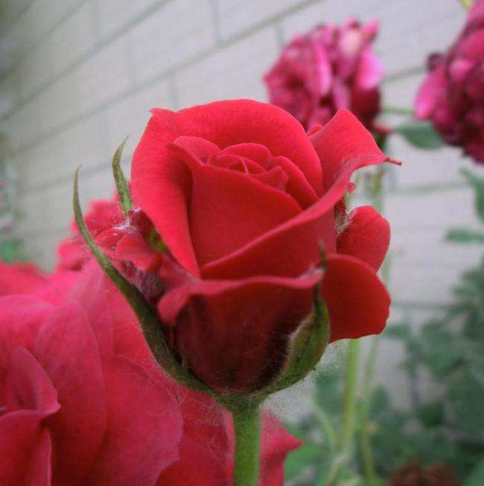 居家庭院种植盆栽大花月季花苗玫瑰花苗红玫瑰花卡罗拉开花赛牡丹