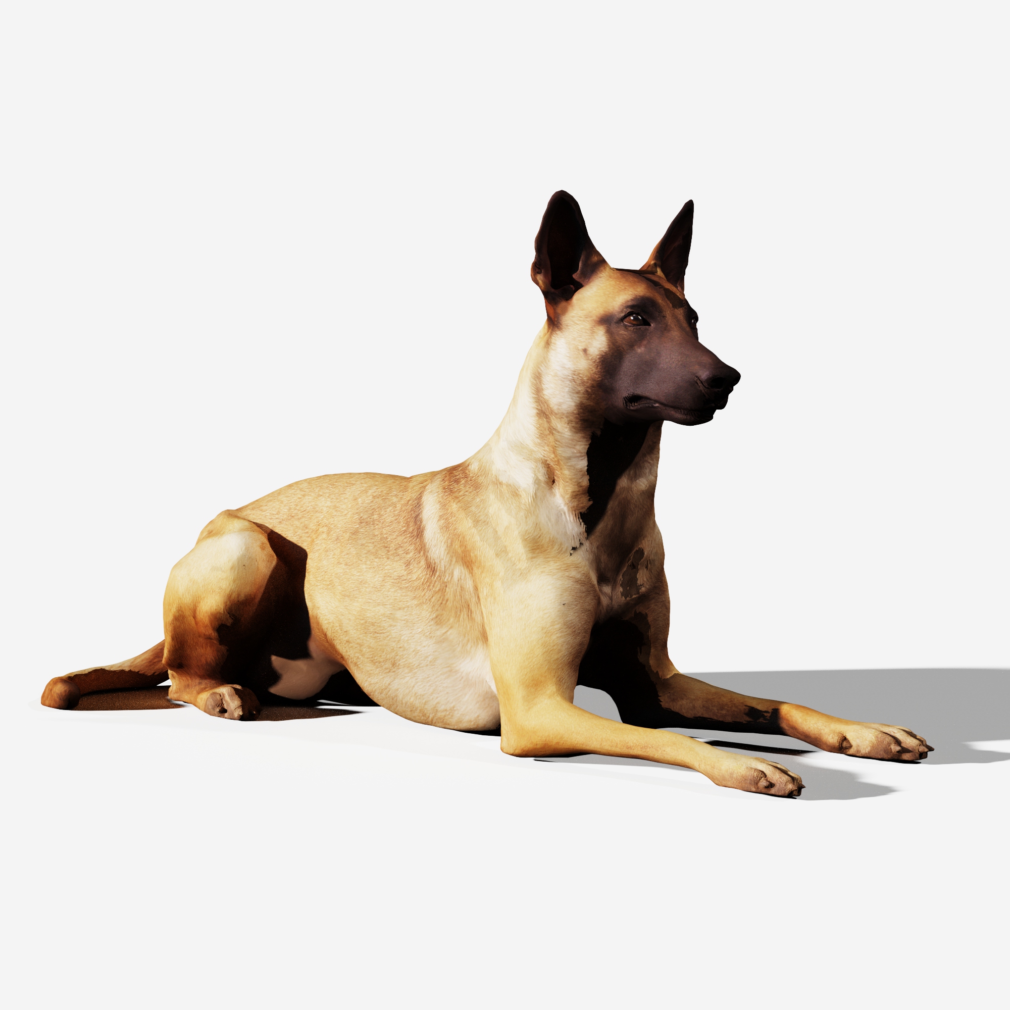 狗3D模型设计素材 卧着的狗 狼狗霸气犀牛rhino 贴图动物场景素材
