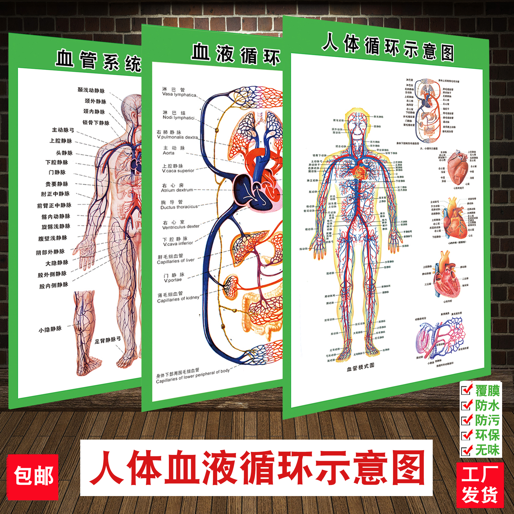 血液系统人体循环示意图人体解剖肌肉骨骼神经血管医院挂图展板