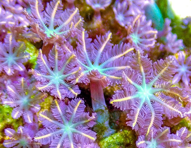 绿大手星花  金边大手星花  lps 软体 珊瑚 海缸 海水