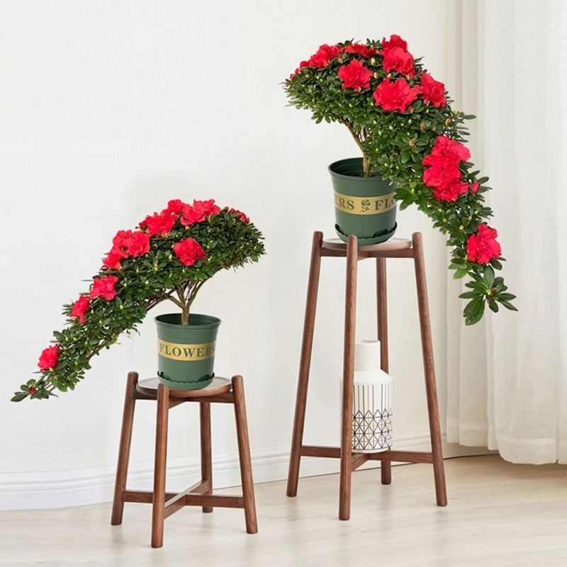 老桩大杜鹃花造型花卉盆栽玫红西玛多色耐寒客厅四季开花常绿植物