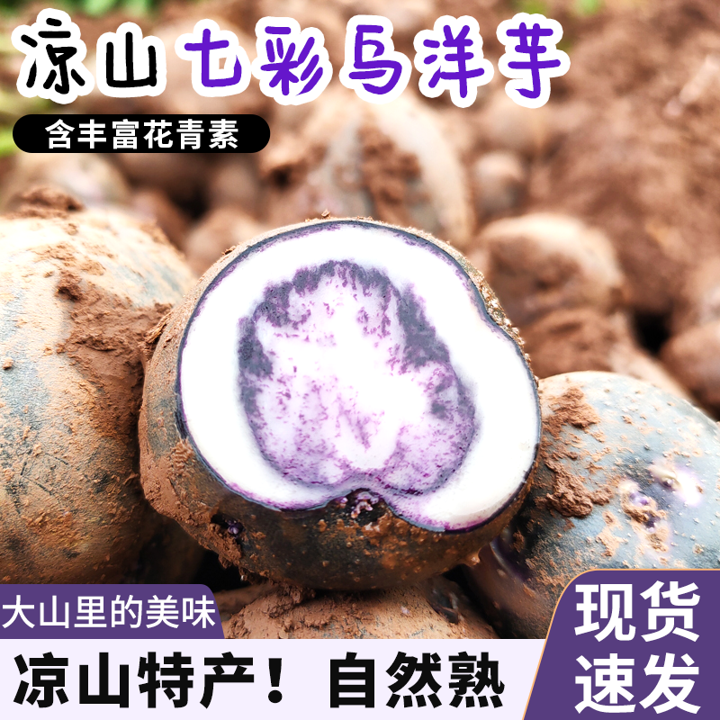 2024年凉山土豆10斤包邮新鲜紫色七彩乌洋芋高山小土豆蔬菜芋头