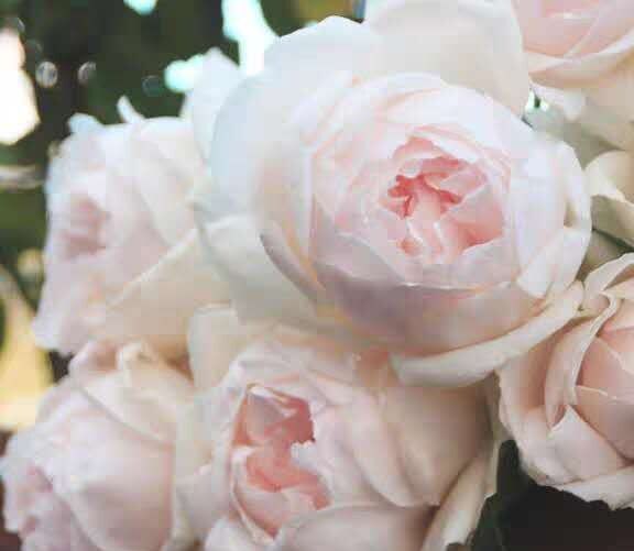 稀有品种月季 华宵 浓香型 淡粉色柔和花色 四季大花阳台庭院盆栽