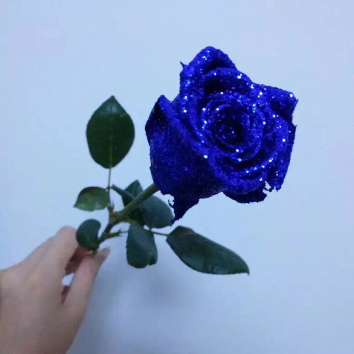 【蓝色妖姬】云南 基地直供 蓝色玫瑰花束插花装饰