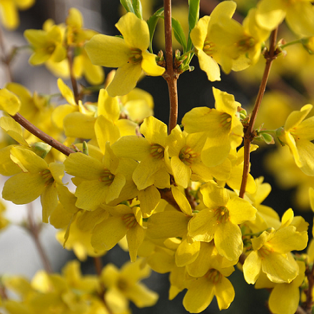 连翘种子花开香气淡艳 满枝金黄 迎春花种子 材种子