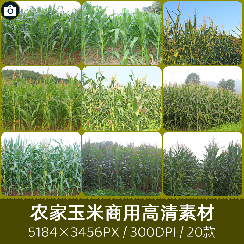农家玉米地苞米苞谷棒种植商用300DPI高清原创摄影印刷设计素材库
