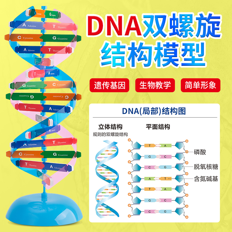 DNA分子双螺旋结构模型 小学生手工DIY小制作 小学科学初高中生物