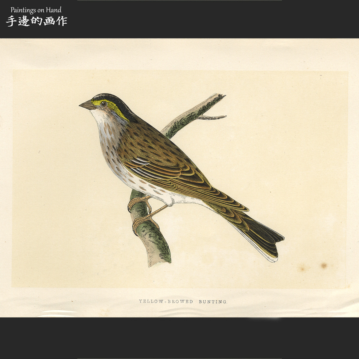 英国1875年手工上色木刻版画美式装饰画家装软装/欧洲鸟类/黄眉鹀