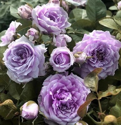 蓝色天空晴空月季花庭院浓香大花四季勤花阳台玫瑰蓝紫色好养花卉