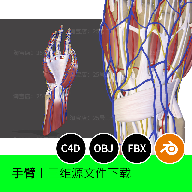 人手掌手臂肌肉骨骼血管解剖关节3D模型C4D建模blender素材1056