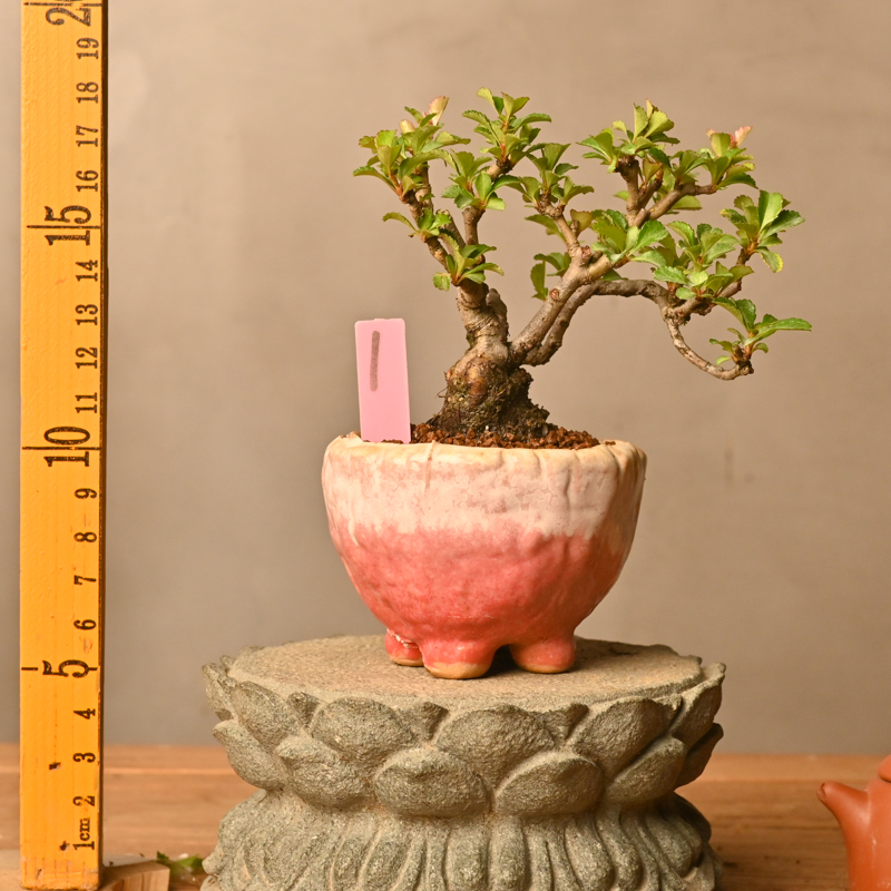 日本红花一号长寿梅老桩盆栽四季海棠花小老树桩微型造型盆景植物