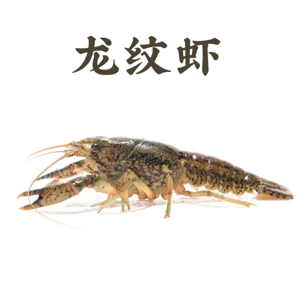 包邮龙纹鳌虾 单性繁殖 自有养殖场活体 观赏虾淡水 水族宠物
