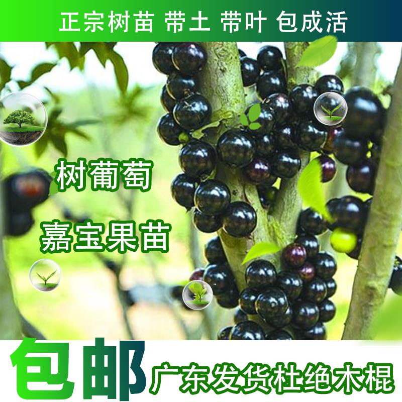 嘉宝果树苗树葡萄苗正宗台湾树葡萄果树带果南北种植当年结果包邮