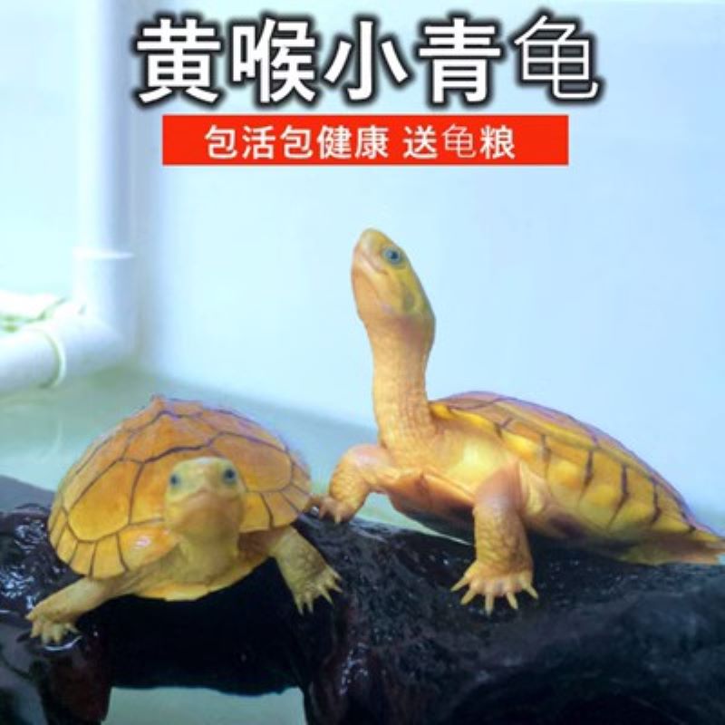 纯正黄喉拟水龟皖南种三黄小青龟石金钱龟苗活物小宠物乌龟发财龟