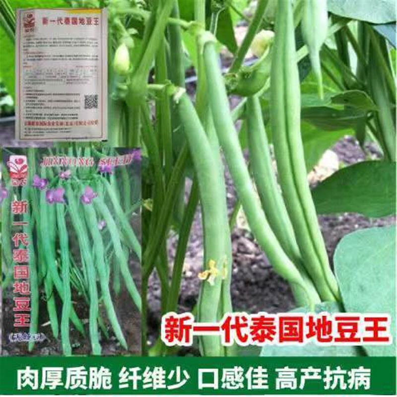 新一代泰国地豆王种无架矮生种子子四季豆地龙豆芸荚无纤维早熟