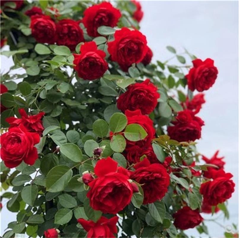 佛罗伦蒂娜爬藤月季四季开花重瓣红色大苗庭院阳台玫瑰花盆栽花卉