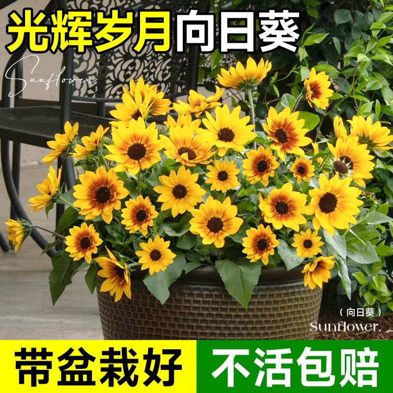 光辉岁月向日葵盆栽带花苞成品种孑室内花卉阳台太阳花孑四季开花