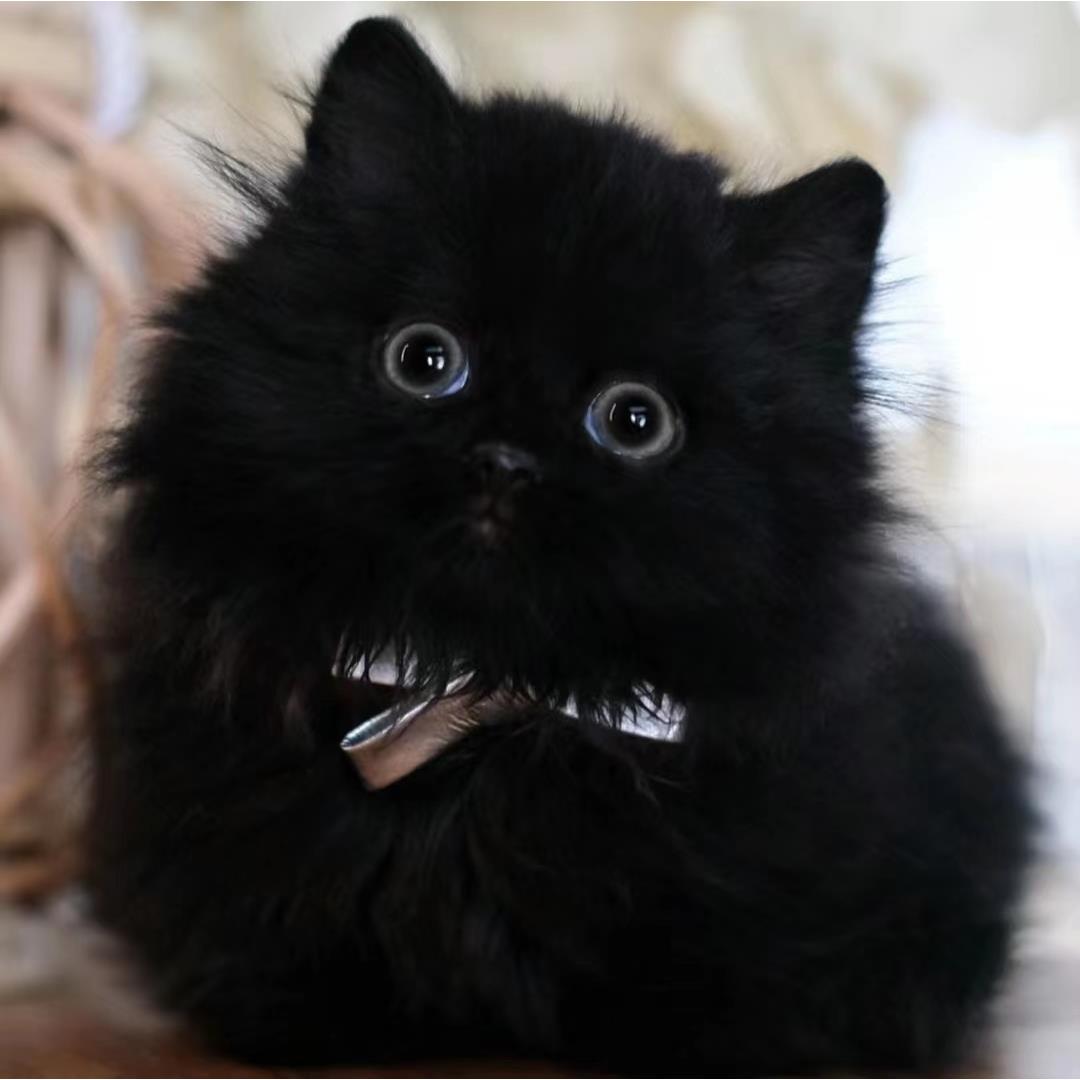 纯种英短招财玄猫纯黑色猫幼崽矮脚拿长毛破仑猫小短腿宠物小黑猫