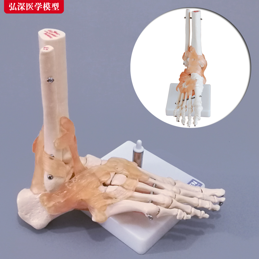 踝关节骨结构