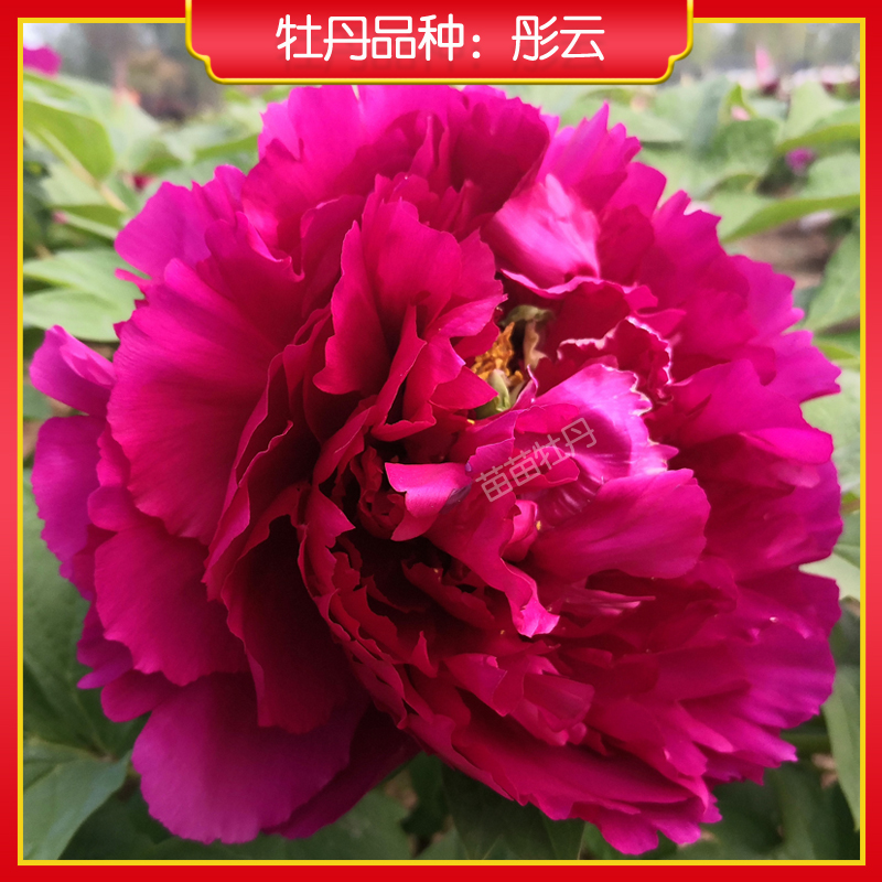 【彤云】菏泽正宗牡丹花苗 庭院地栽木本花卉 紫红色 包对版