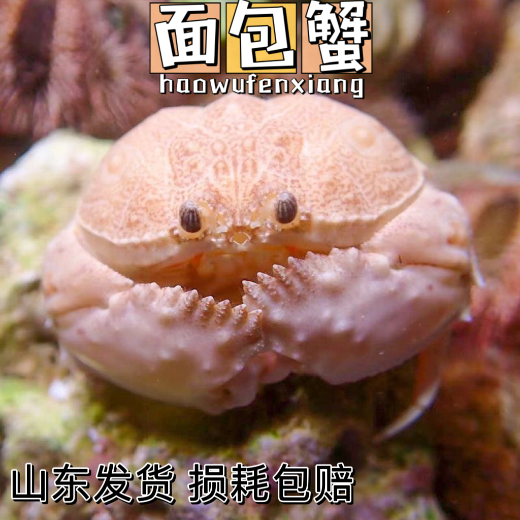 面包蟹馒头蟹红斑斗蟹翻砂钻砂海水小螃蟹观赏寄居蟹宠物海水鱼缸