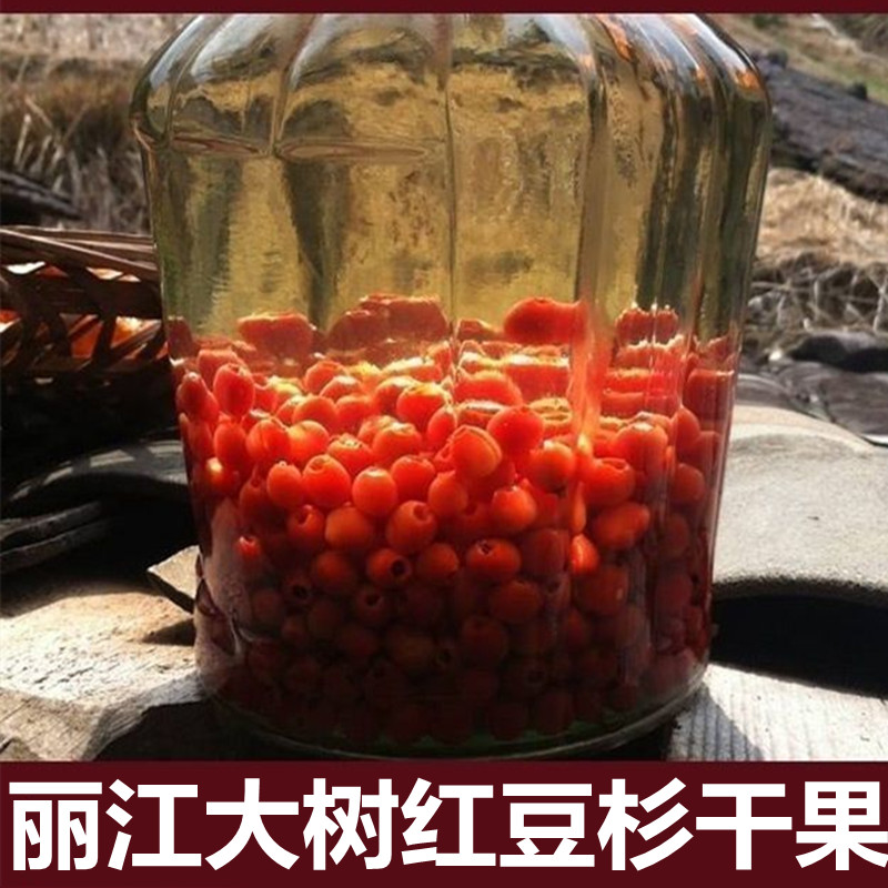 红豆杉草药图片